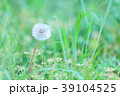 たんぽぽ　春 39104525