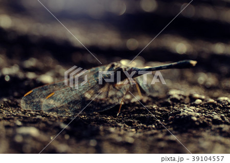 dragonfly dragonfly 39104557