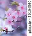 河津桜　桜　春 39104560