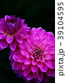 ダリア　花 39104595