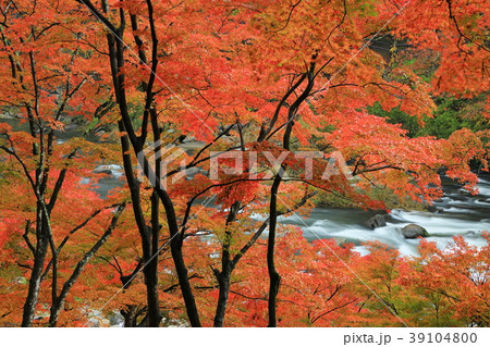 香嵐渓 紅葉 香嵐渓 紅葉 39104800