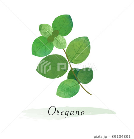 Colorful watercolor vector healthy vegetable Colorful watercolor vector healthy vegetable 39104801