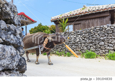 竹富島　水牛 39104830