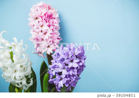 Blue Spring Floral Background. Hyacinth flowers Blue Spring Floral Background. Hyacinth flowers 39104851