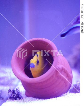 シテンヤッコ 39104997