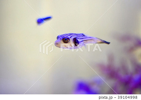 スジモヨウフグ 39104998