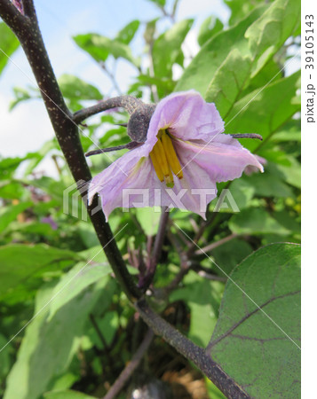 茄子の花の写真素材