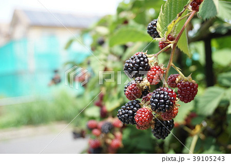 ブラックベリー 39105243