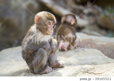 幸島の日本猿の写真素材
