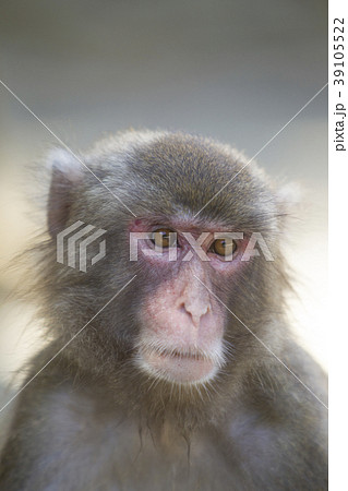 サル サル 39105522