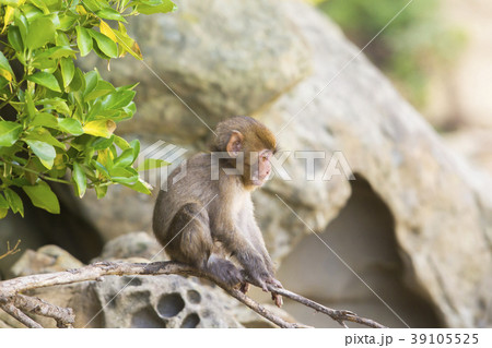 子猿 子猿 39105525