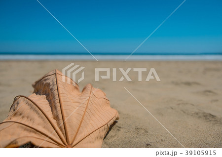 dry tree leaf in sand of beach  ocean background   39105915