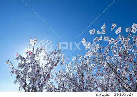 太極旗 木 青空 39105927