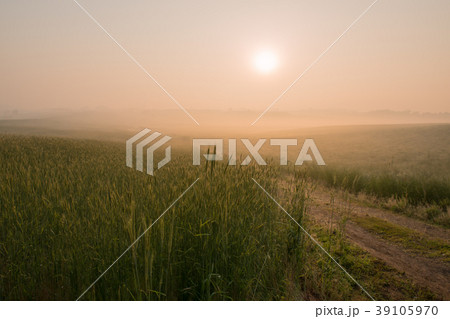 風景 霧 麦畑 39105970