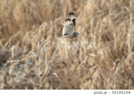 コミミズク 39106208