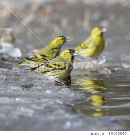 Eurasian siskin (Spinus spinus) 39106340