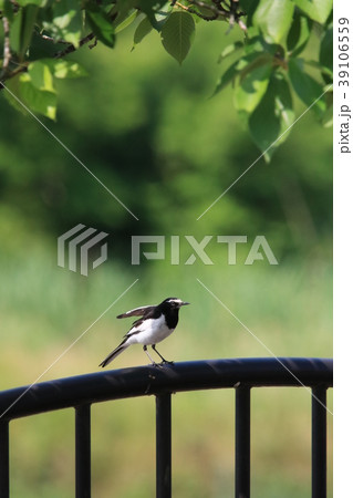 強風のなか欄干にとまってる一羽のセグロセキレイ 39106559