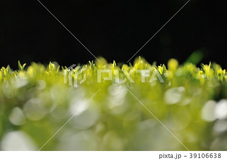 もうすく一番茶の季節 39106638