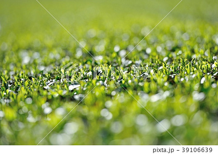 もうすく一番茶の季節 39106639