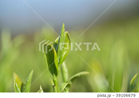 もうすく一番茶の季節 もうすく一番茶の季節 39106679
