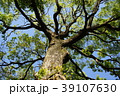 空を向いた木（大） 39107630