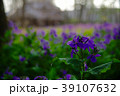 大根の花（紫） 39107632