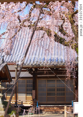 犬山圓明寺のしだれ桜 39107904