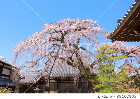犬山圓明寺のしだれ桜 39107905