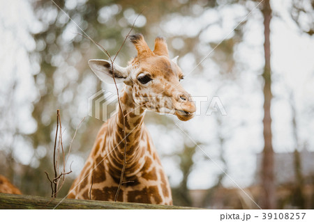 Close-up, portrait of a young African African Close-up, portrait of a young African African 39108257