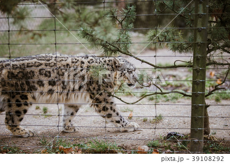 An adult snow leopard walks through its territory 39108292