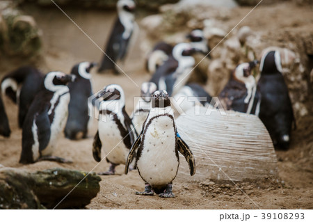 A Black Footed Penguin in a zoo staring at the 39108293