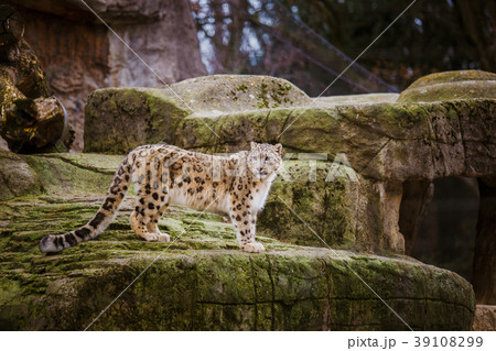 An adult snow leopard stands on a stony ledge in An adult snow leopard stands on a stony ledge in 39108299