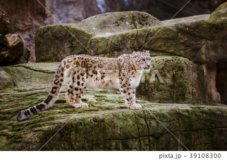 An adult snow leopard stands on a stony ledge in 39108300