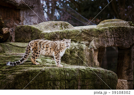 An adult snow leopard stands on a stony ledge in 39108302