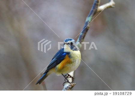 ルリビタキ1 ルリビタキ1 39108729