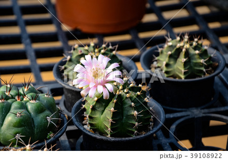 刺す プリック とげ 39108922