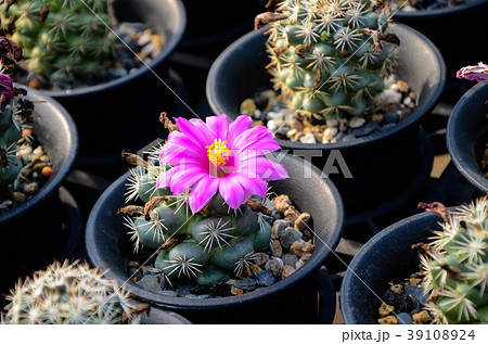 刺す プリック とげ 39108924