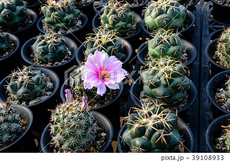 刺す プリック とげ 39108933