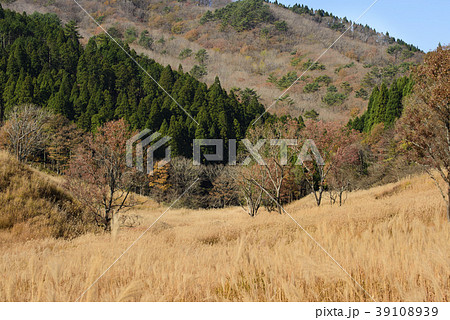 砥峰高原　すすきの高原（兵庫県神崎郡神河町） 39108939
