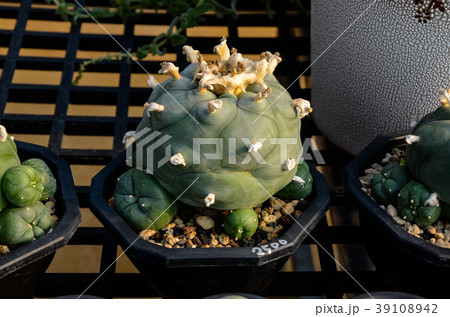 刺す プリック とげ 39108942