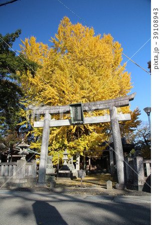 黄葉する神社の銀杏 39108943
