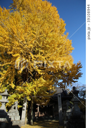 黄葉する神社の銀杏 39108944