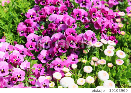 ビオラの花壇 ビオラの花壇 39108969