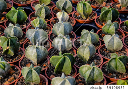 刺す プリック とげ 39108985