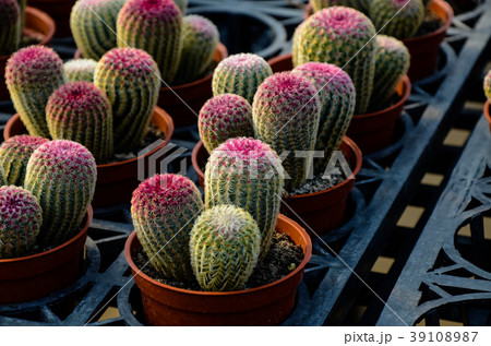 刺す プリック とげ 39108987