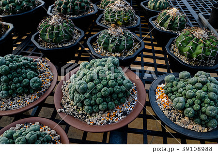 刺す プリック とげ 39108988