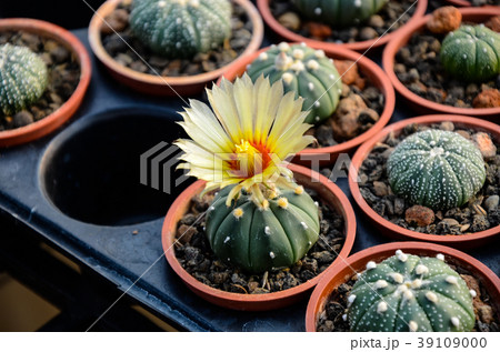 刺す プリック とげ 39109000