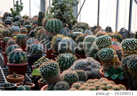 刺す プリック とげ 39109011