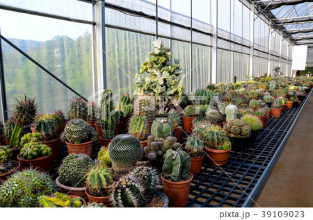 刺す プリック とげ 39109023