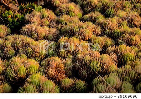 刺す プリック とげ 39109096